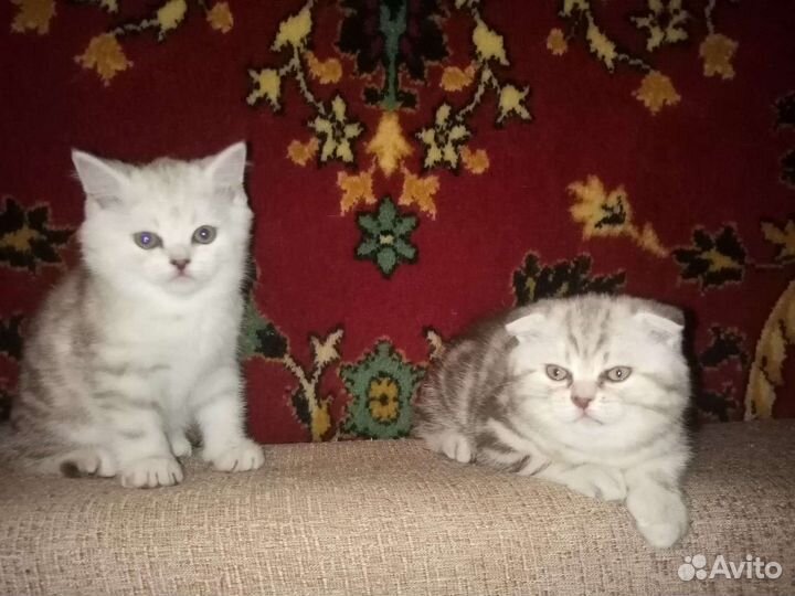 Шотландские вислоухие котята