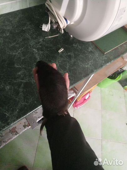 Крыса Дамбо чёрный