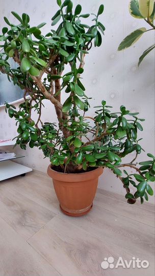 Толстянка (денежное дерево)