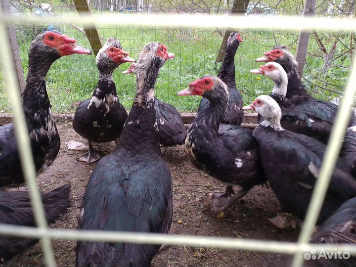 Селезень мускусной утки и петух на племя