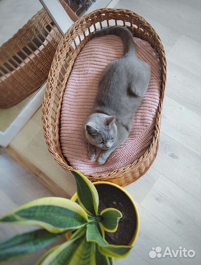 Лежанка для животных