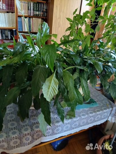 Комнатные цветы