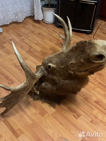 Чучело головы лося