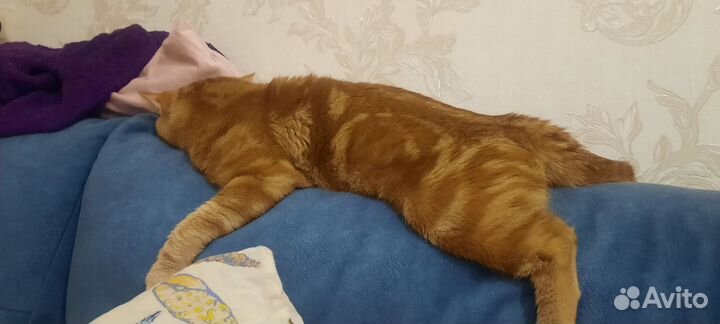 Шотландский кот вязка