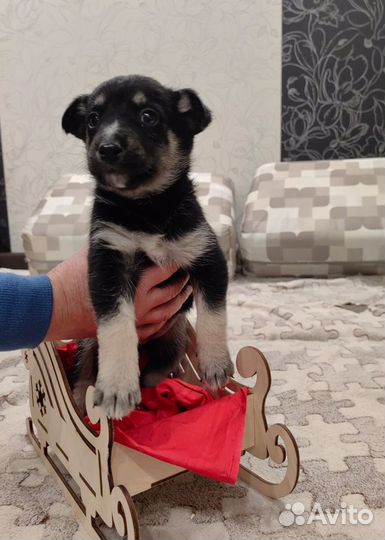 Малыш Болтик спасен с улицы, нужен дом