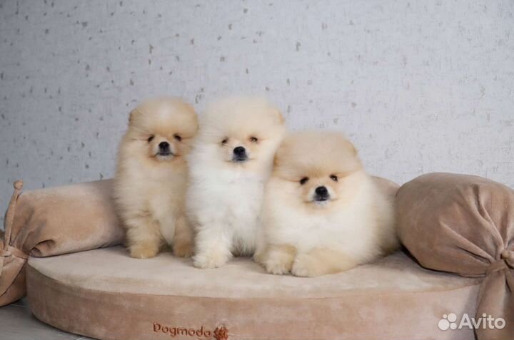 Померанские шпицы - чудо детки