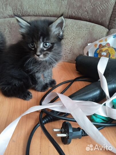 Кошки в добрые руки