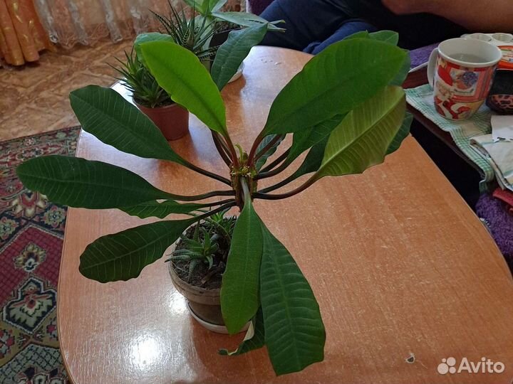 Молочай гребенчатый