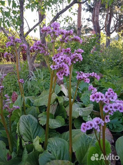 Хоста, розовый флокс, примулы