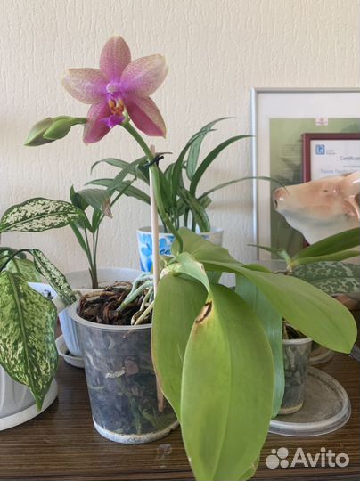 Орхидея фаленопсис
