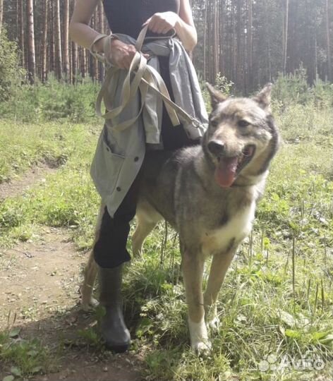 Собака бесплатно