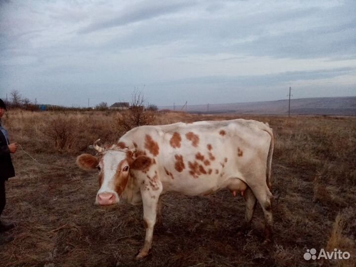 Продается корова