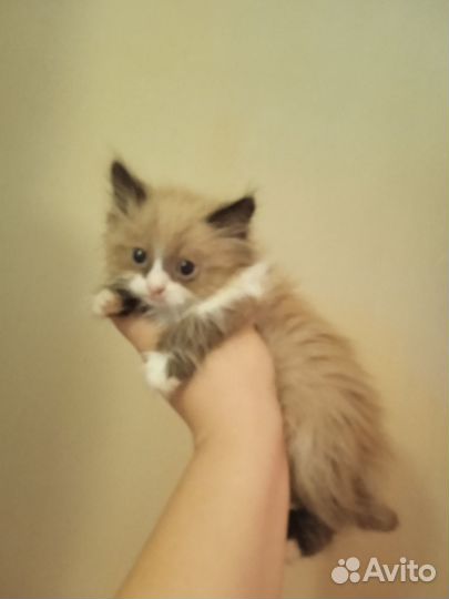 Русские синеглазики