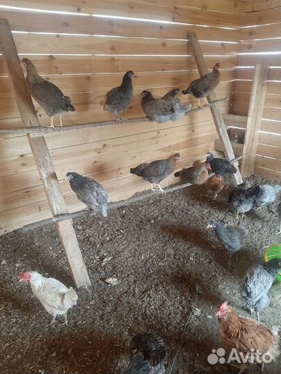 Домашние молочные продукты
