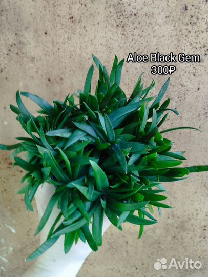 Комнатные растения