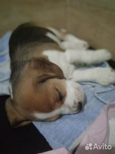 Щенки бигль с документами