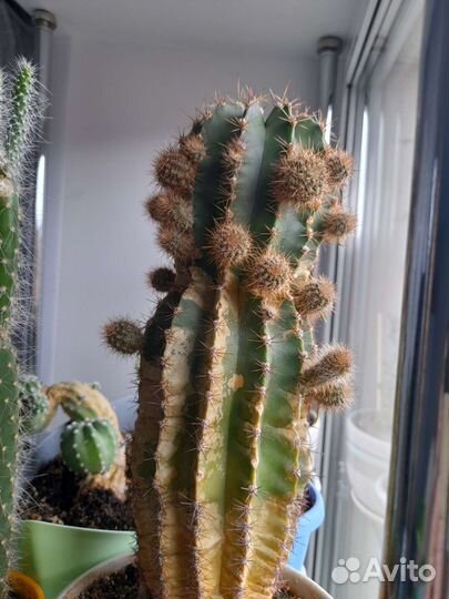 Кактус детки
