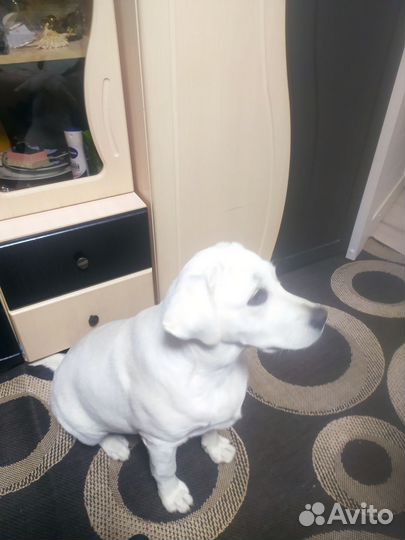 Лабродоры щенки