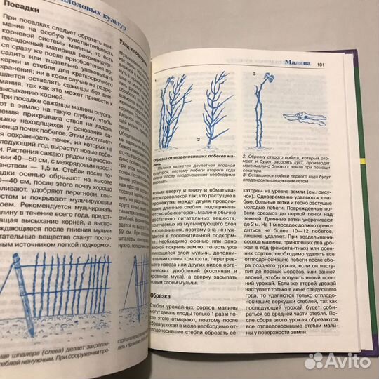 Плодовый сад