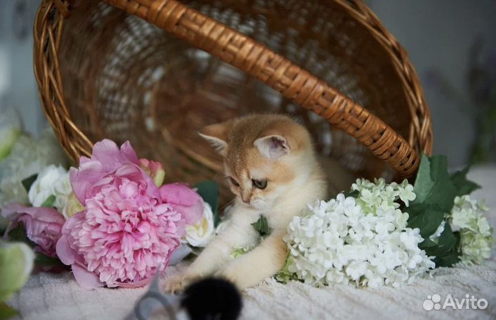 Котята британская золотая шиншилла