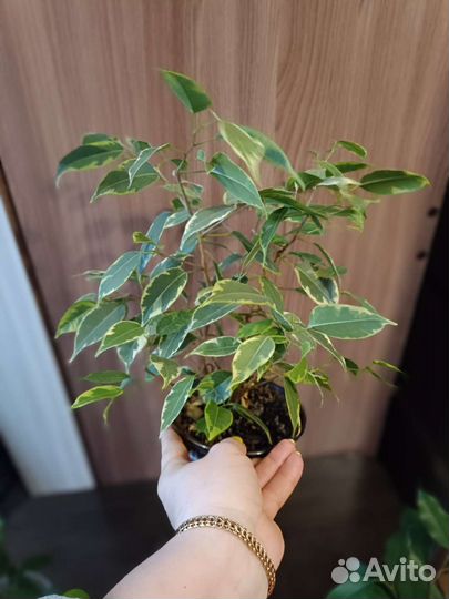 Фикус 3 вида