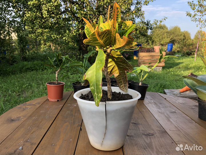 Кротон Экселент