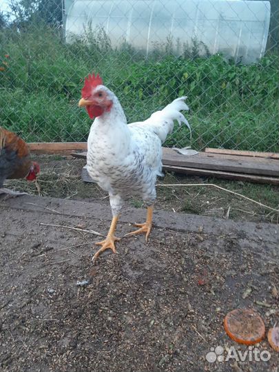 Молодые петушки