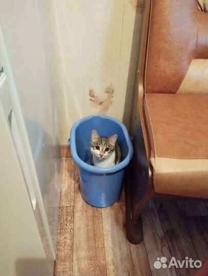 Котёнок в добрые руки