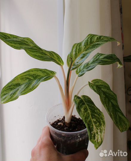 Аглаонема Грин сан (Green sun)
