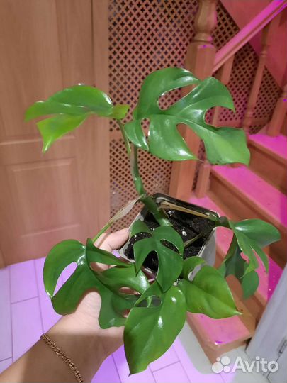Монстера рафидофора
