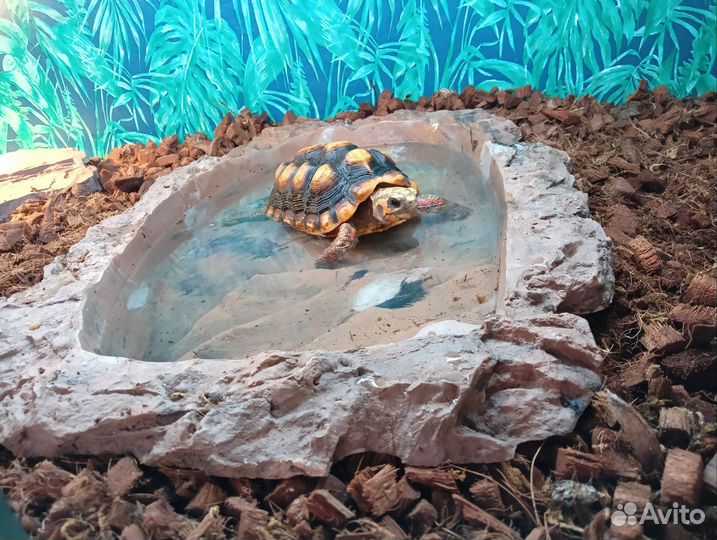 Сухопутная черепаха, угольная