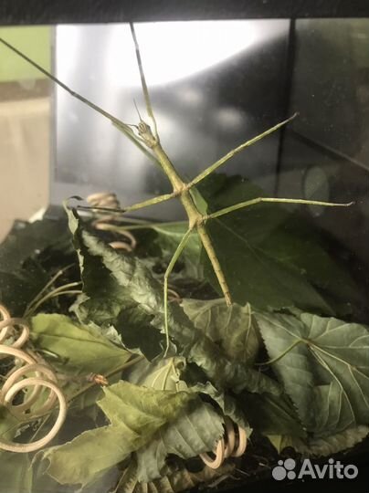 Палочник аннамский