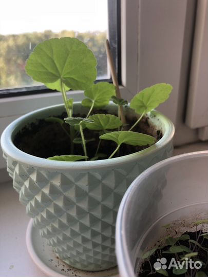 Пеларгония герань