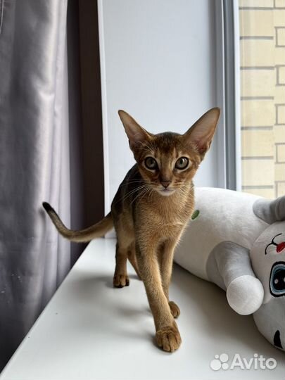 Абиссинский котенок