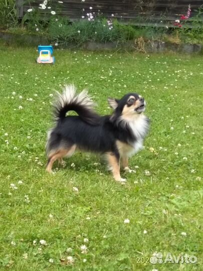 Чихуахуа кобель. Вязка