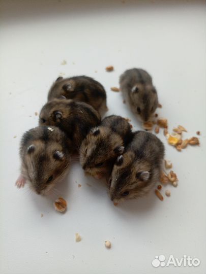 Джунгарский хомяк