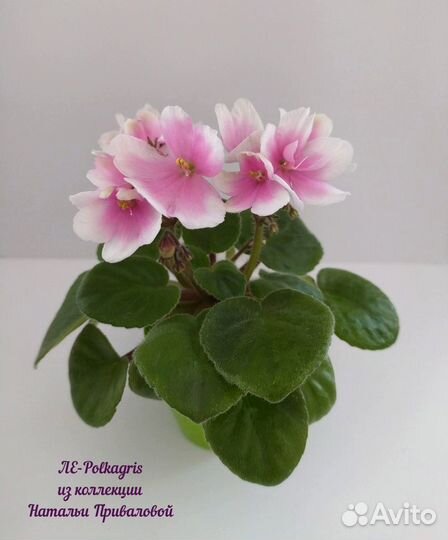 Детки и пасынки мини фиалок