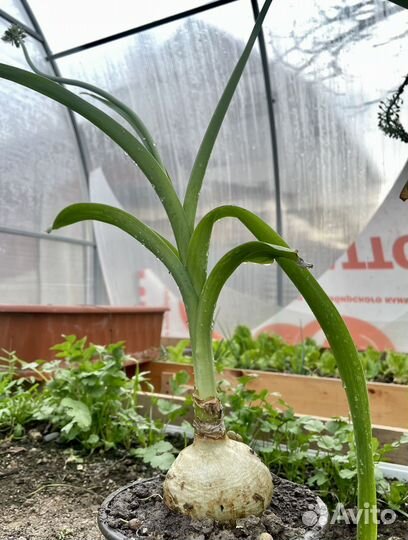 Лечебный Индийский лук (Хвостатый птицемлечник)