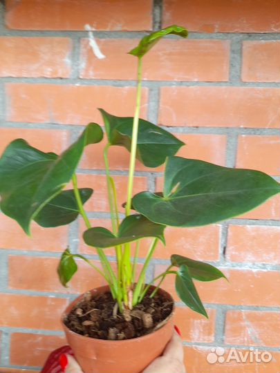 Антуриум Сенса(мини сорт)