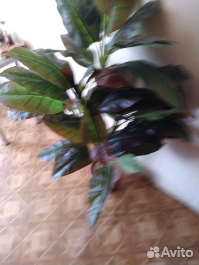 Карделина Аделина