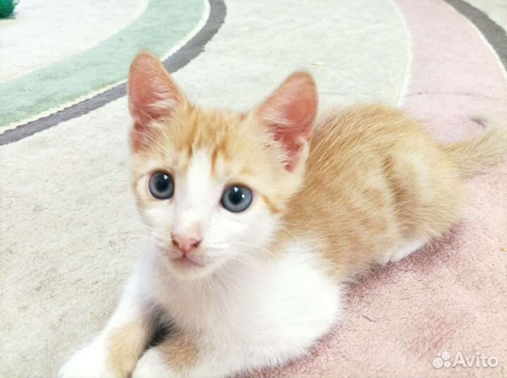 Котик отдаём