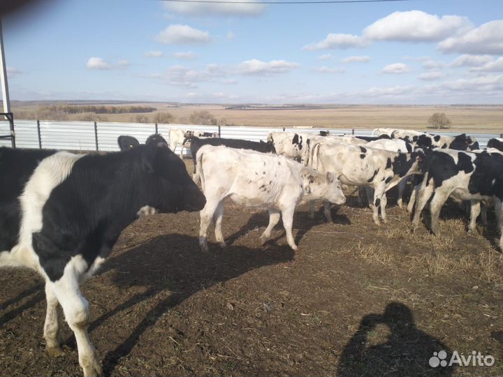 Телки голштины