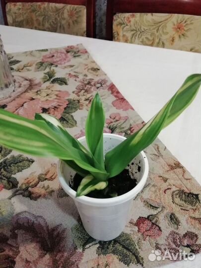 Драцена Golden Coast