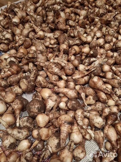 Луковицы для поделок