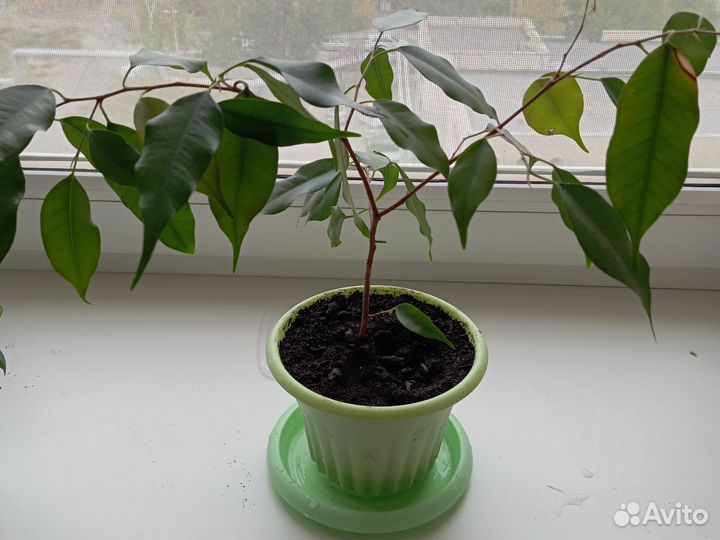 Фикус бенджамина пестролистный