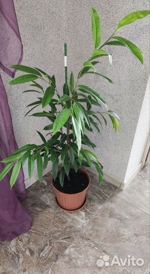 Фикус амстел кинг