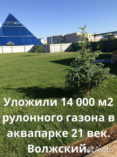 Рулонный газон