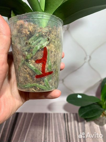 Орхидея Zeus фаленопсис