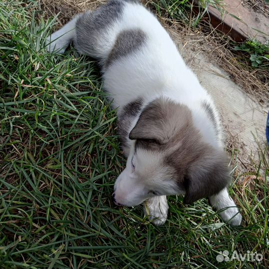 Кутята в добрые руки