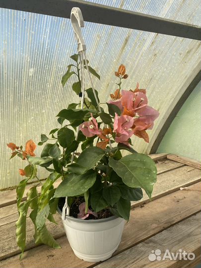 Бугенвиллия